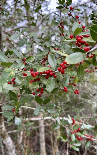 Ilex vomitoria