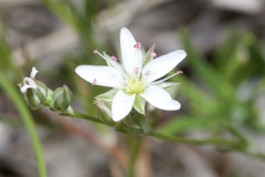 Minuartia