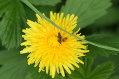Oedemera lurida