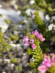 Erica pulvinata