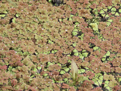 Azolla rubra