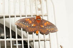 Procitheronia fenestrata