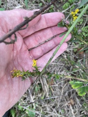 Solidago virgata