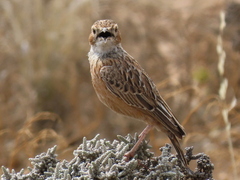 Chersomanes albofasciata garrula