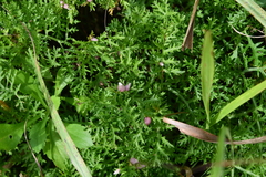 Artemisia laciniata