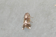 Acanthodica splendens