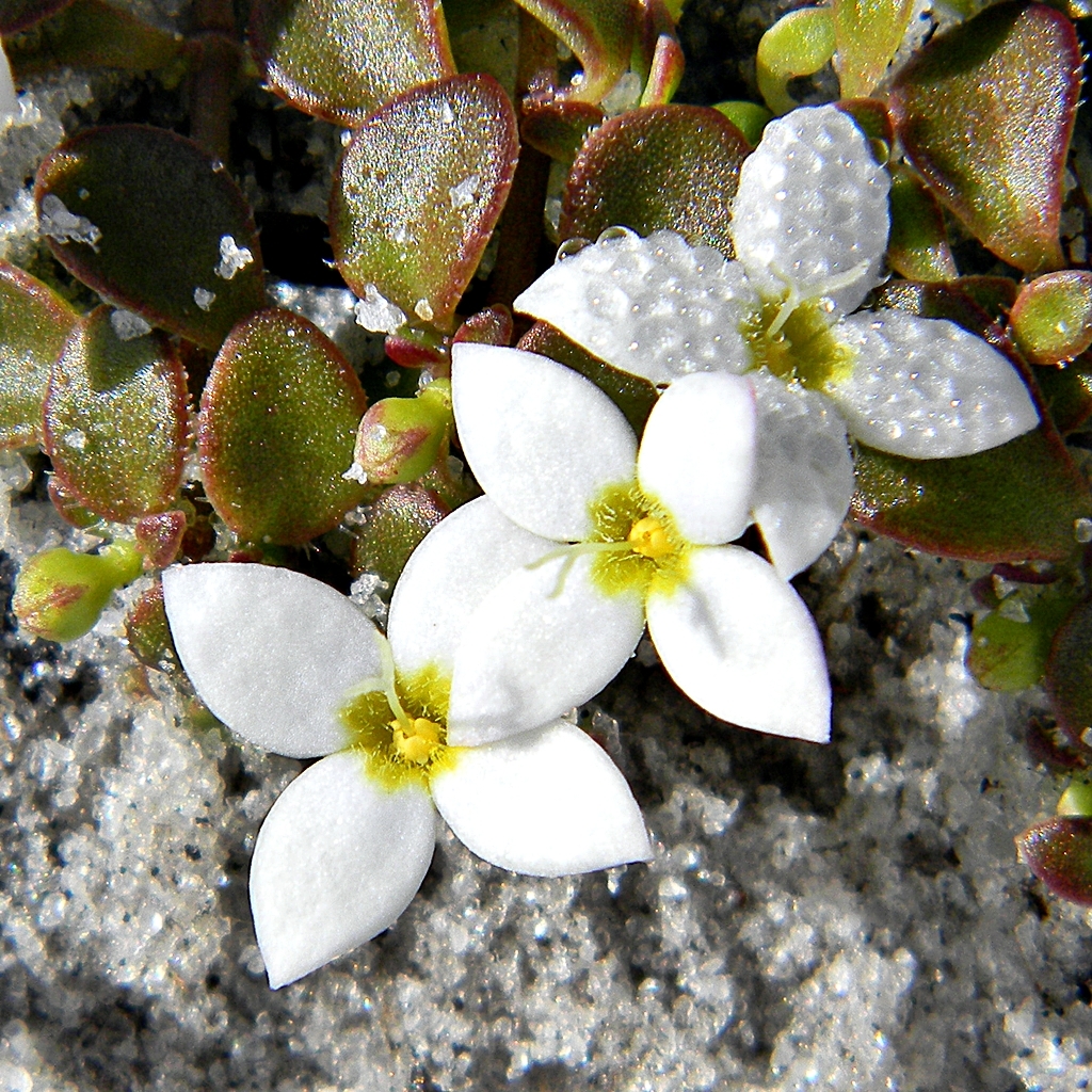 Houstonia procumbens