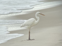 Ardea herodias occidentalis