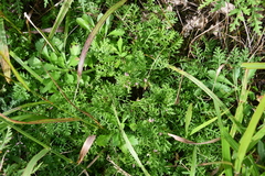 Artemisia laciniata