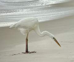 Ardea herodias occidentalis