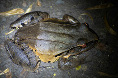 Leptodactylus pentadactylus