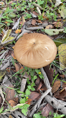 Physalacriaceae