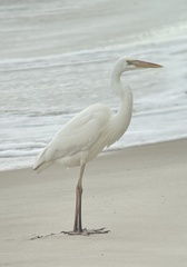 Ardea herodias occidentalis