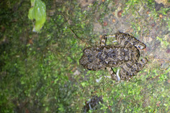 Oreobates quixensis