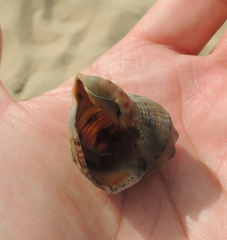 Rapana venosa