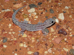 Gehyra versicolor