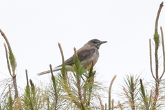 Agriornis albicauda