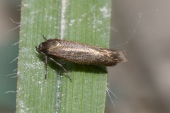 Scythris