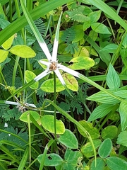 Rhynchospora colorata