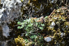 Alyssum serpyllifolium