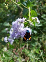 Cyanopepla submacula