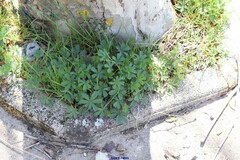 Potentilla reptans