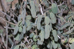 Pomaria melanosticta
