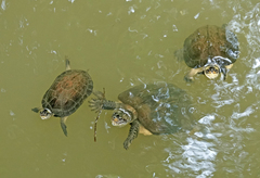 Melanochelys trijuga