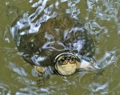 Melanochelys trijuga