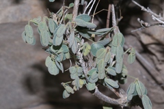 Pomaria melanosticta