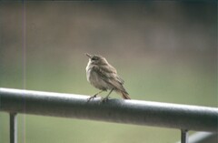 Cercotrichas galactotes