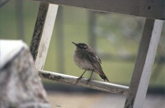 Cercotrichas galactotes