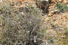 Lithodora fruticosa