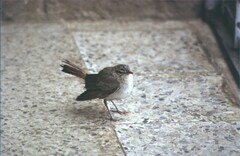 Cercotrichas galactotes