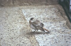 Cercotrichas galactotes