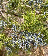 Juniperus ashei
