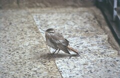 Cercotrichas galactotes