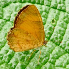 Tegosa
