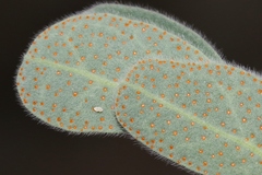 Pomaria melanosticta