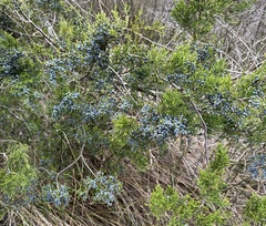 Juniperus ashei