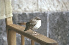 Cercotrichas galactotes