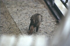 Cercotrichas galactotes