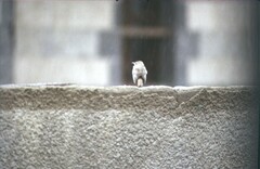 Cercotrichas galactotes