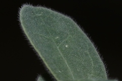Pomaria melanosticta