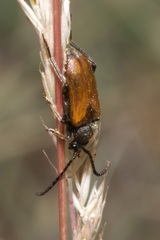 Pseudovadonia livida