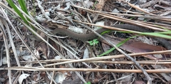 Cubophis caymanus