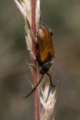 Pseudovadonia livida