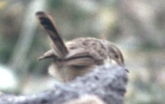 Prinia gracilis