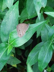 Hermeuptychia canthe