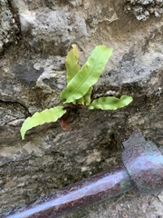 Asplenium scolopendrium scolopendrium
